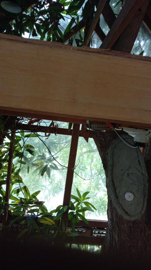 Treehouse Above The Beach Порт-Антонио Экстерьер фото